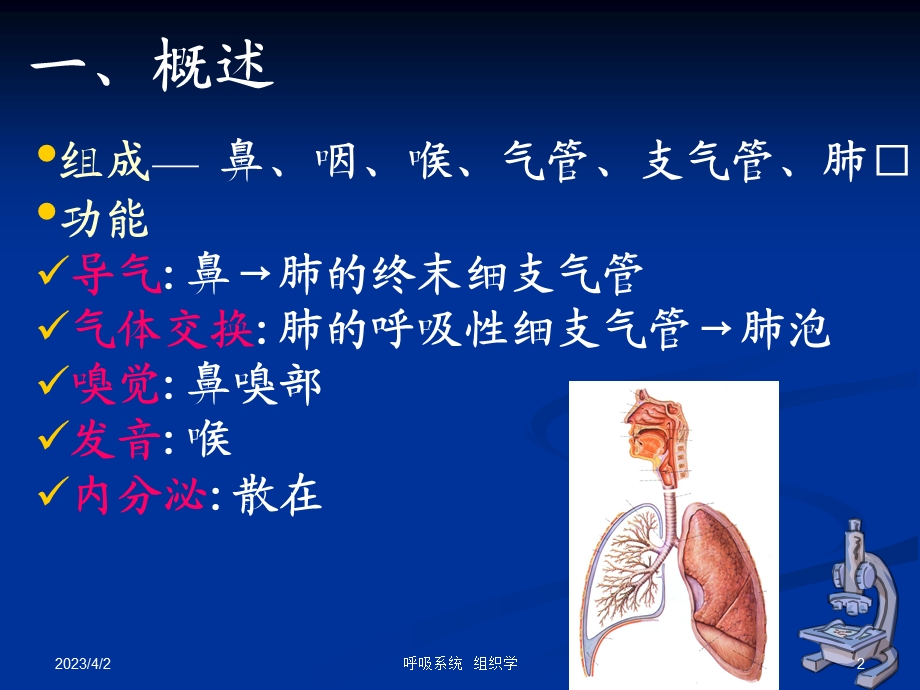 组织学与胚胎学 呼吸系统-ppt课件.ppt_第2页