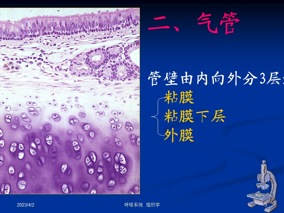 组织学与胚胎学 呼吸系统-ppt课件.ppt_第3页