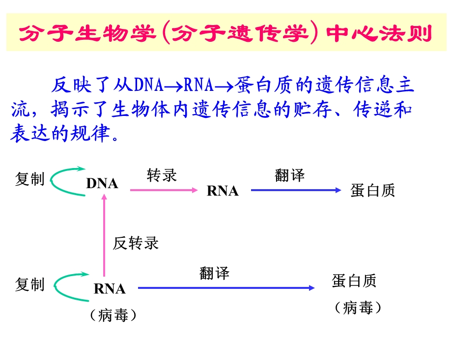 第十章 dna、rna的生物合成 课件.ppt_第2页