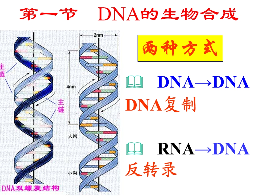 第十章 dna、rna的生物合成 课件.ppt_第3页