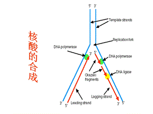 第十章 dna、rna的生物合成 课件.ppt