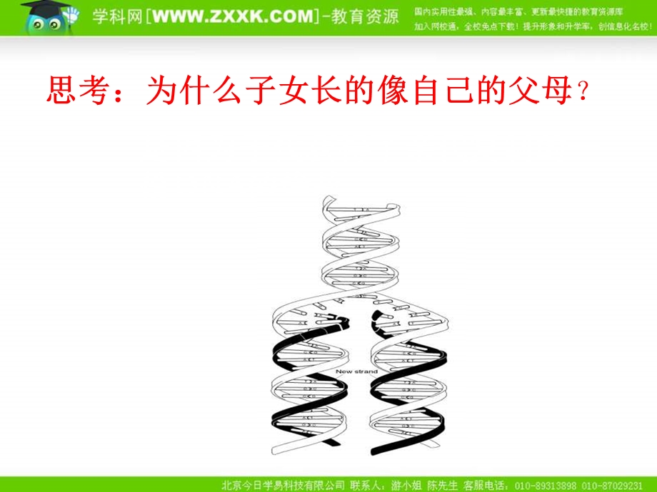 沪科版生物第二册第二节《 DNA复制和蛋白质合成 》课件之二.ppt_第2页