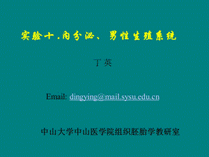 《组织学与胚胎学》教学-实验十、内分泌与男性生殖课件.ppt