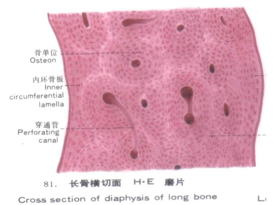 组织胚胎学组织 课件.ppt_第3页