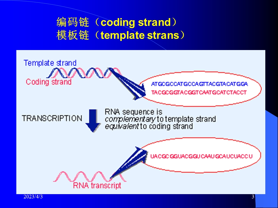 第三章章节-生物信息传递(上)-从DNA到RNA资料课件.ppt_第3页