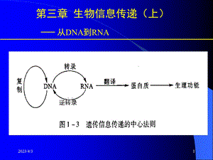 第三章章节-生物信息传递(上)-从DNA到RNA资料课件.ppt