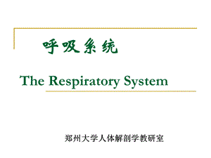 组织学与胚胎学ppt课件第五讲呼吸系统.ppt