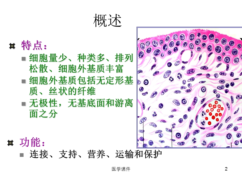 组织学与胚胎学固有结缔组织 课件.ppt_第2页