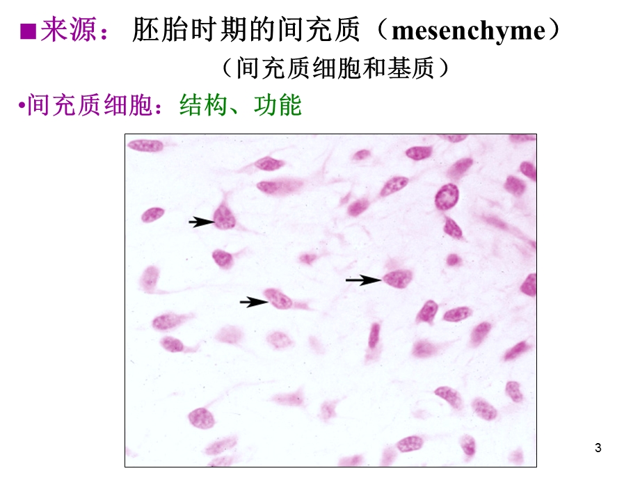 组织学与胚胎学固有结缔组织 课件.ppt_第3页