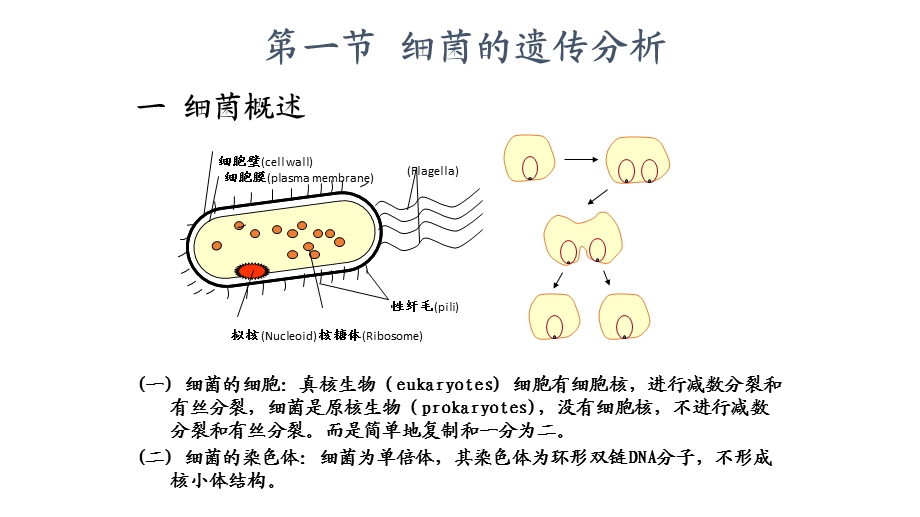 细菌和噬菌体的重组和连锁---Recombination-and-Linkage-of-Bacterium-and-Phage课件.pptx_第2页