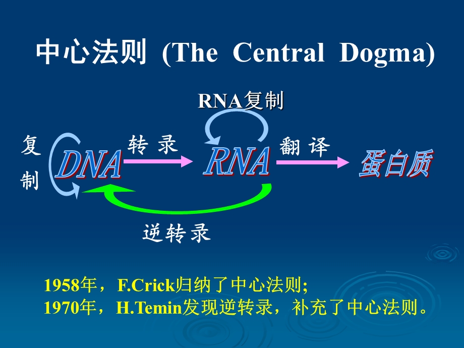 第十三章 DNA的生物合成课件.ppt_第3页