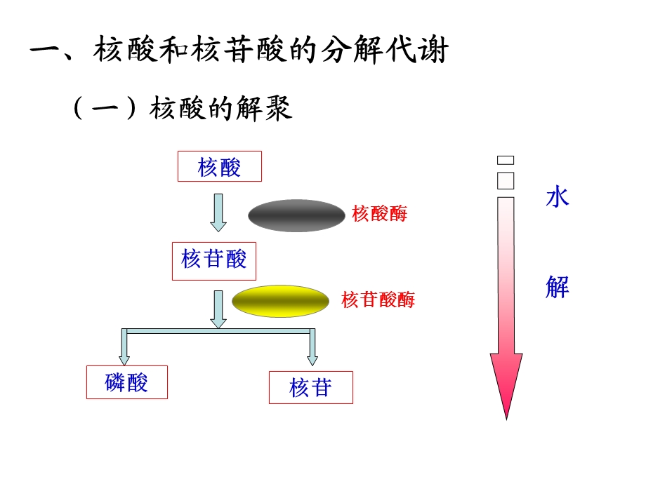 生物化学 ppt第29章 核酸的降解和核苷酸的代谢课件.ppt_第2页