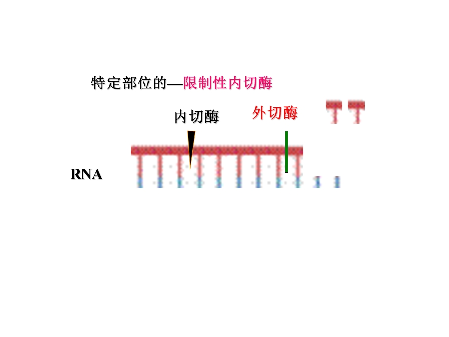 生物化学 ppt第29章 核酸的降解和核苷酸的代谢课件.ppt_第3页