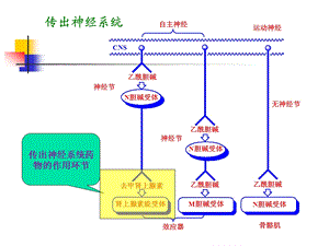 第三章拟肾上腺素药和抗肾上腺素药课件.ppt