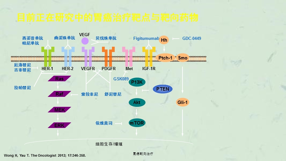 胃癌靶向治疗ppt课件.ppt_第3页