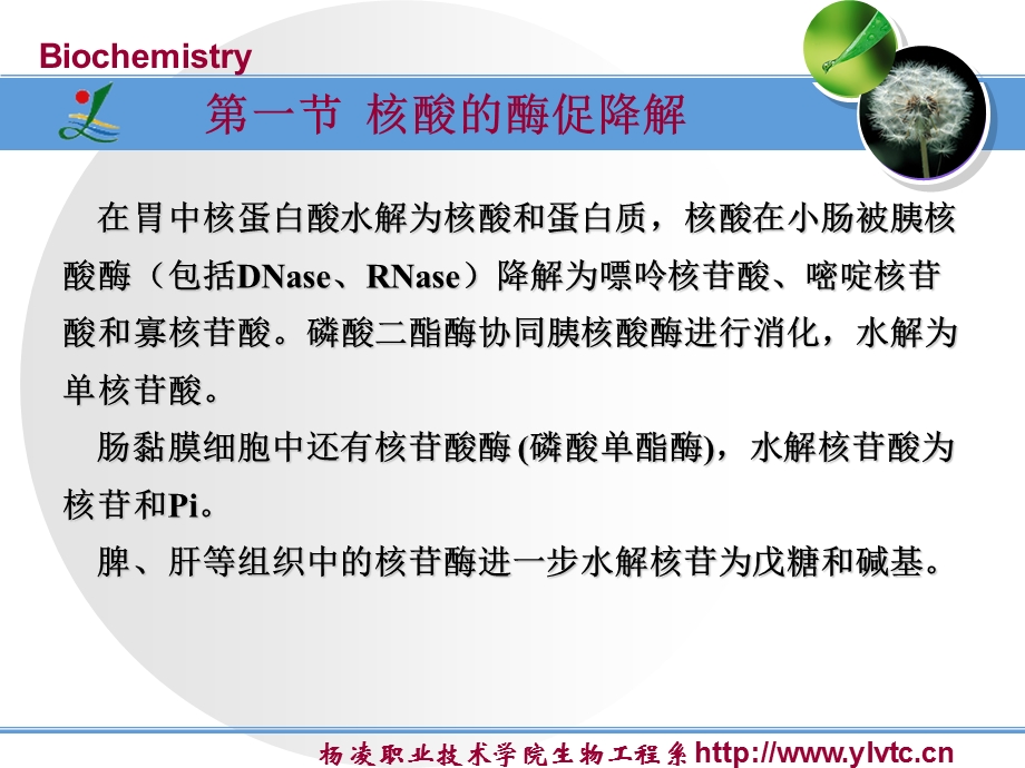 第7章 核酸降解和核苷酸代谢 课件.ppt_第3页