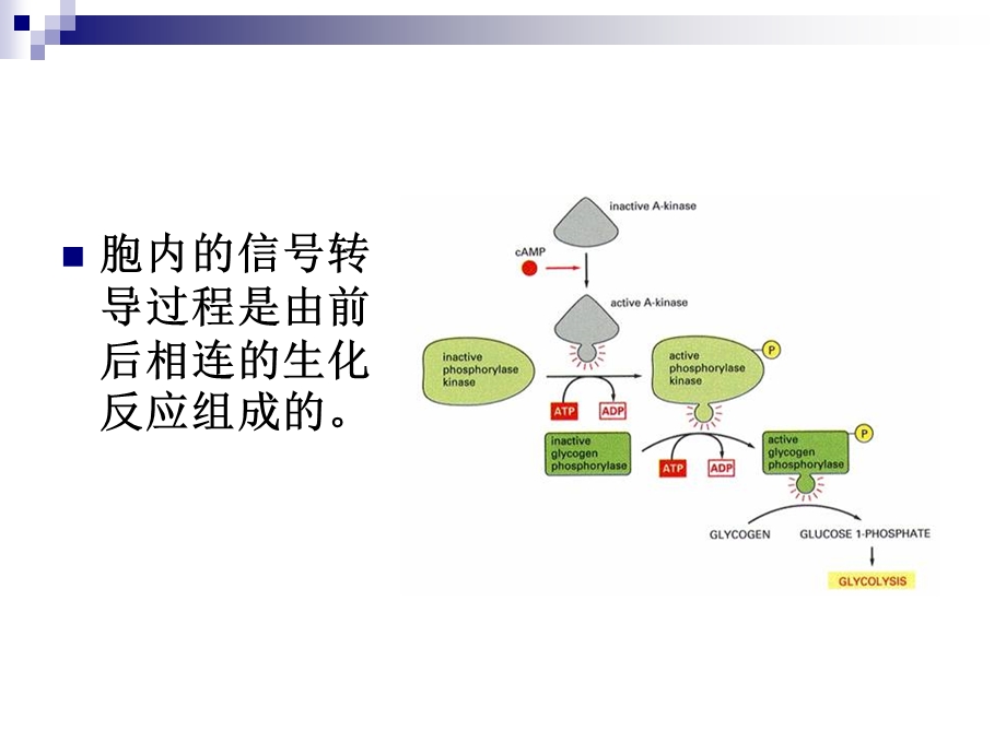 细胞色素氧化还原酶课件.ppt_第2页