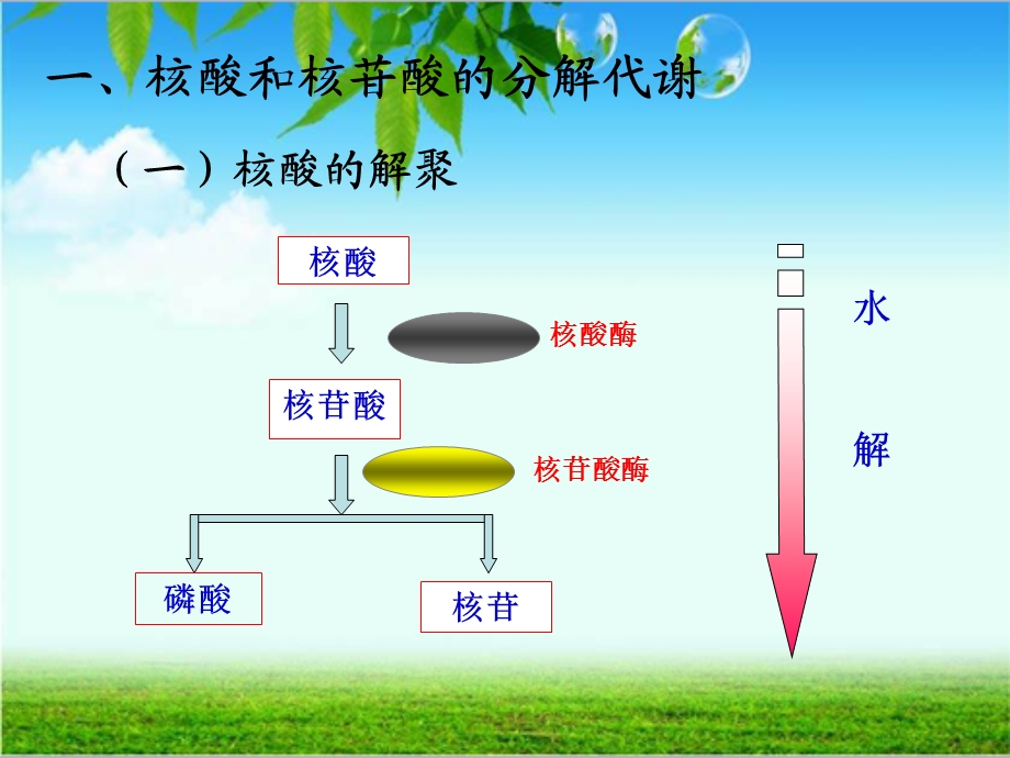 生物化学核酸的降解和核苷酸的代谢.课件.ppt_第2页