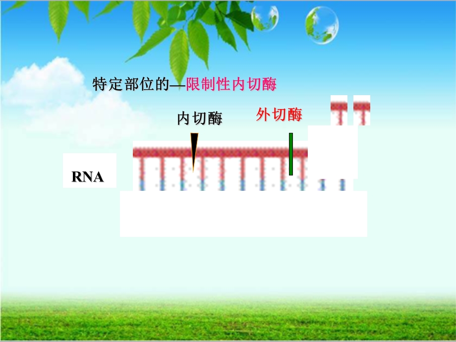 生物化学核酸的降解和核苷酸的代谢.课件.ppt_第3页