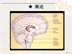 颅脑疾病病人的护理ppt新版课件.pptx