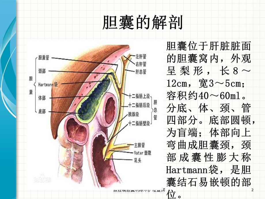 腹腔镜胆囊切除术护理查房ppt课件.ppt_第2页