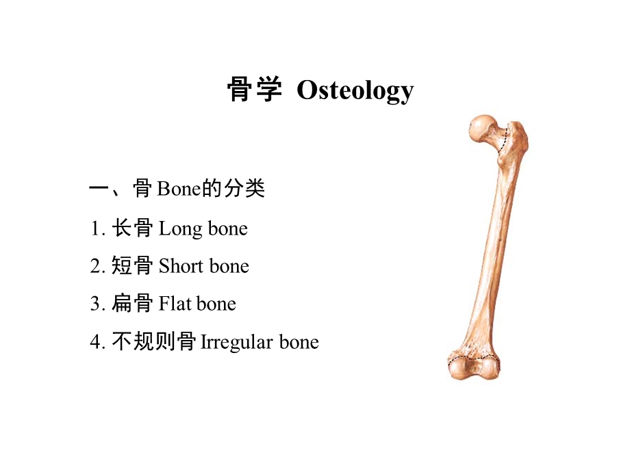 系统解剖学_运动系统：上肢课件.ppt_第3页