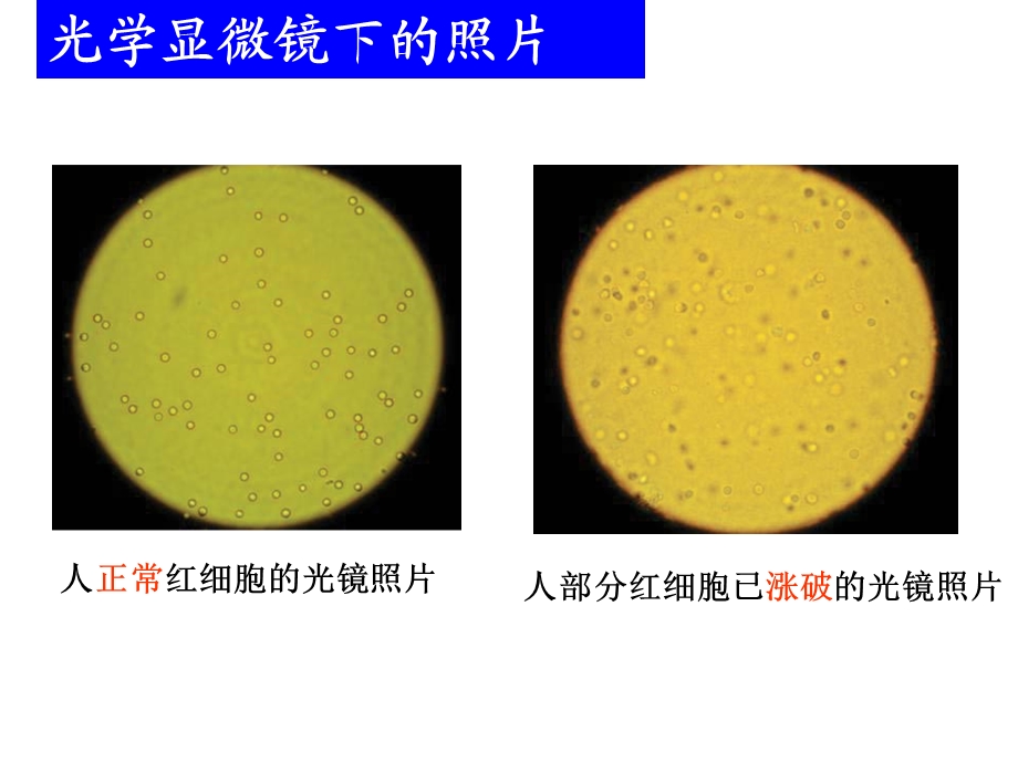 细胞膜结构和功能课件.ppt_第2页