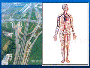 流动的组织血液 课件.ppt