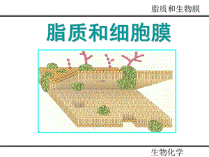 第七章脂质和细胞膜课件.ppt