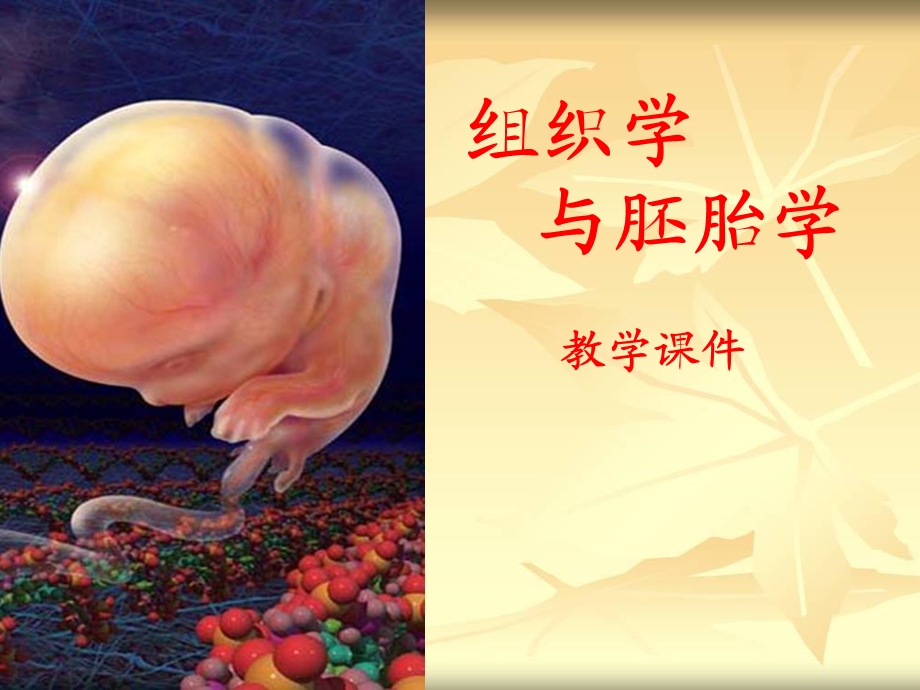 组织学与胚胎学神经组织课件.ppt_第1页