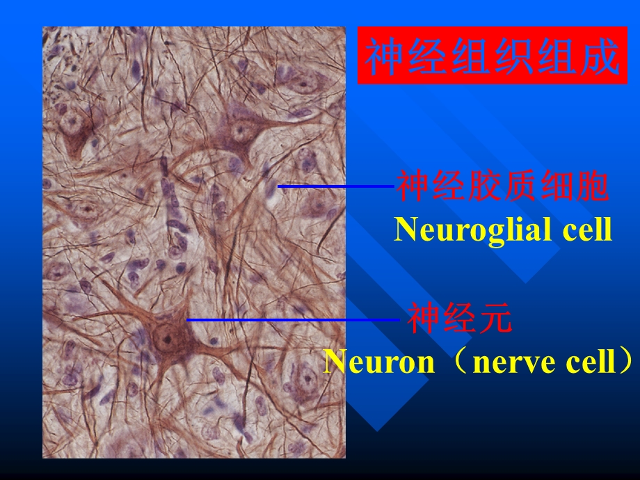 组织学与胚胎学 第7章 神经组织(上)课件.ppt_第3页