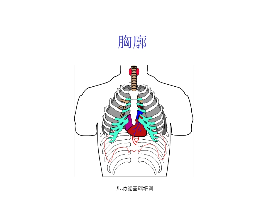 肺功能基础培训ppt课件.ppt_第3页