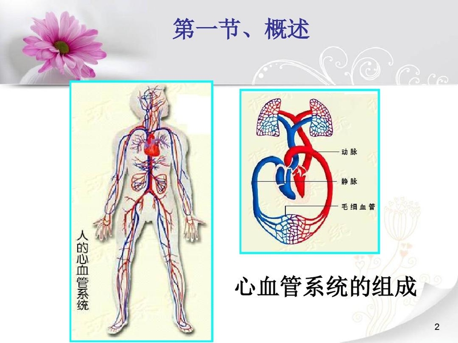 药物对心血管系统的毒性作用课件.ppt_第2页