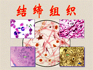 组织学与胚胎学2-结缔组织和皮肤-学生课件.ppt