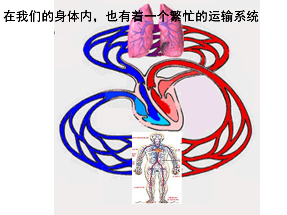 第一节流动的组织—血液_课件.ppt_第2页