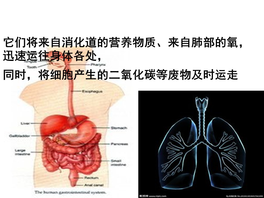 第一节流动的组织—血液_课件.ppt_第3页