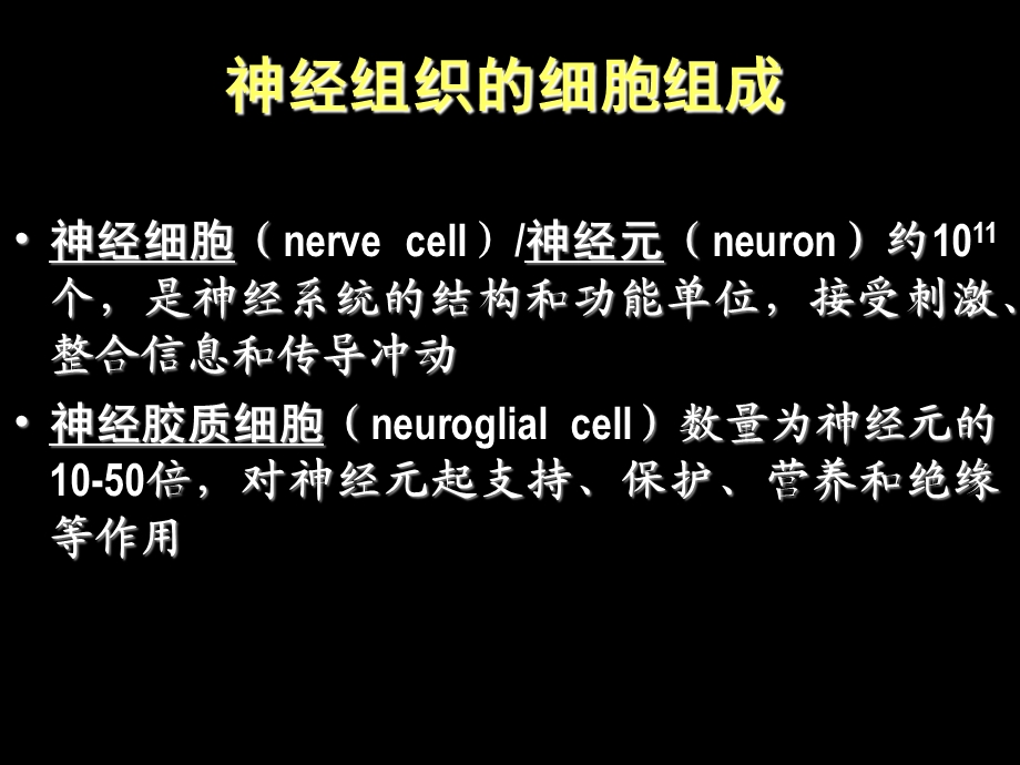 组织胚胎学-07神经组织课件.ppt_第3页