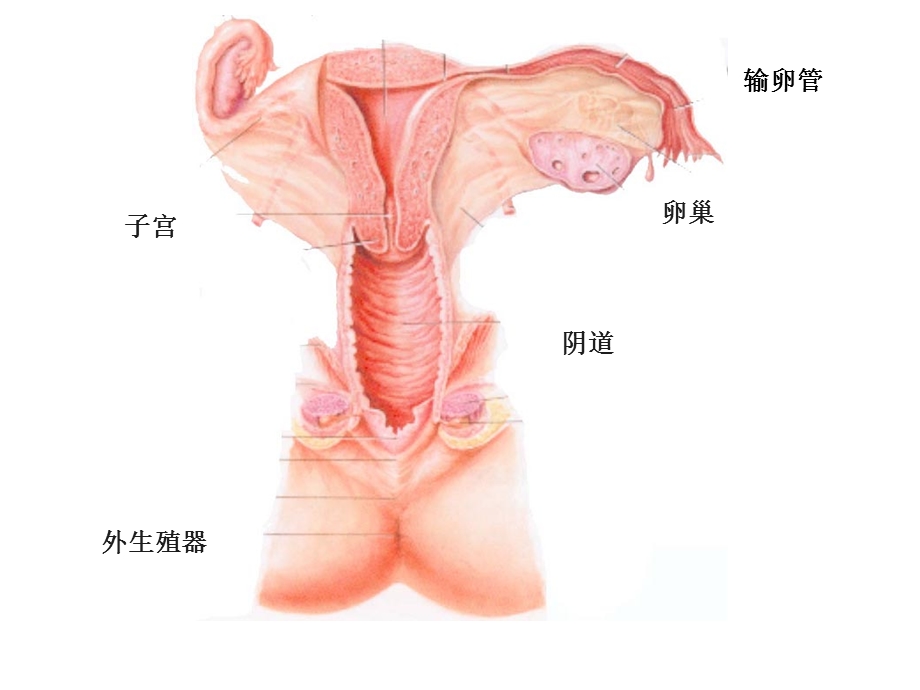 组胚学ppt课件女性生殖系统.ppt_第2页