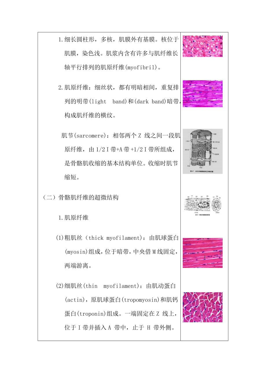 【组织胚胎学教案】肌组织（Muscle tissue） .doc_第3页