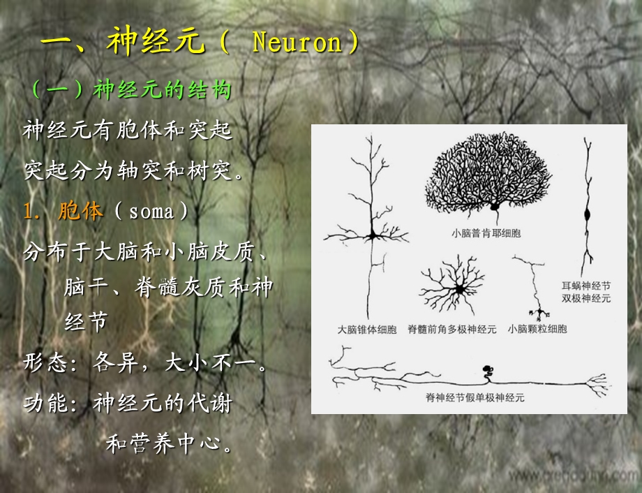 组织学与胚胎学-神经组织 2015春课件.ppt_第3页