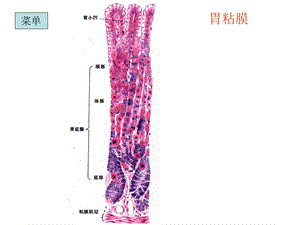 组织胚胎学切片复习_课件.ppt