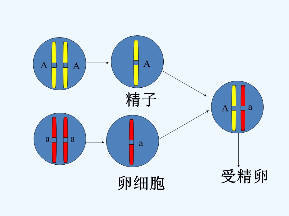 第三节_基因的显性和隐性课件.ppt_第2页