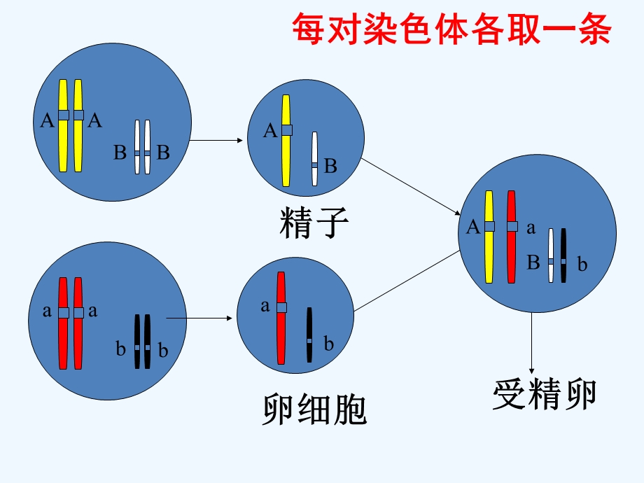 第三节_基因的显性和隐性课件.ppt_第3页