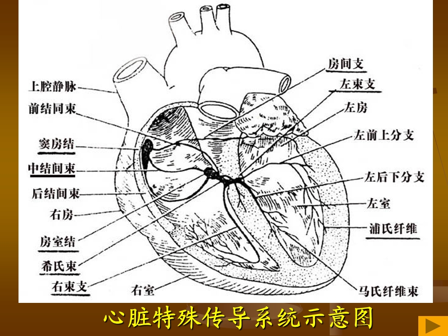 异常心电图的识别 课件.ppt_第2页