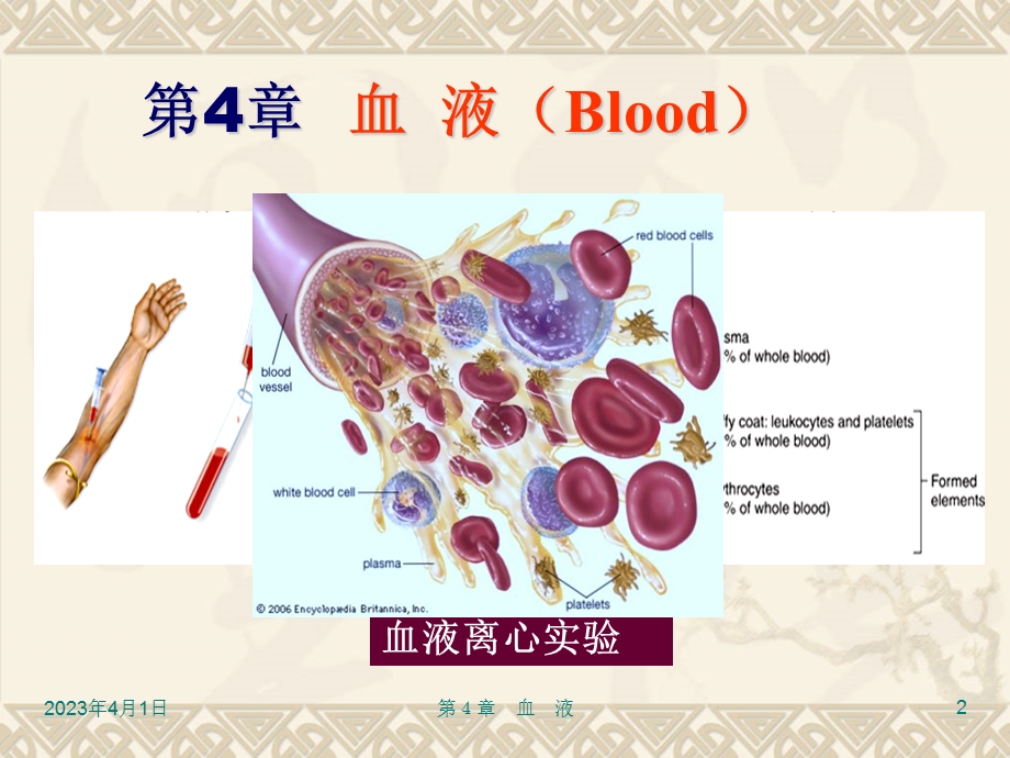 组织学与胚胎学-血液课件.ppt_第2页