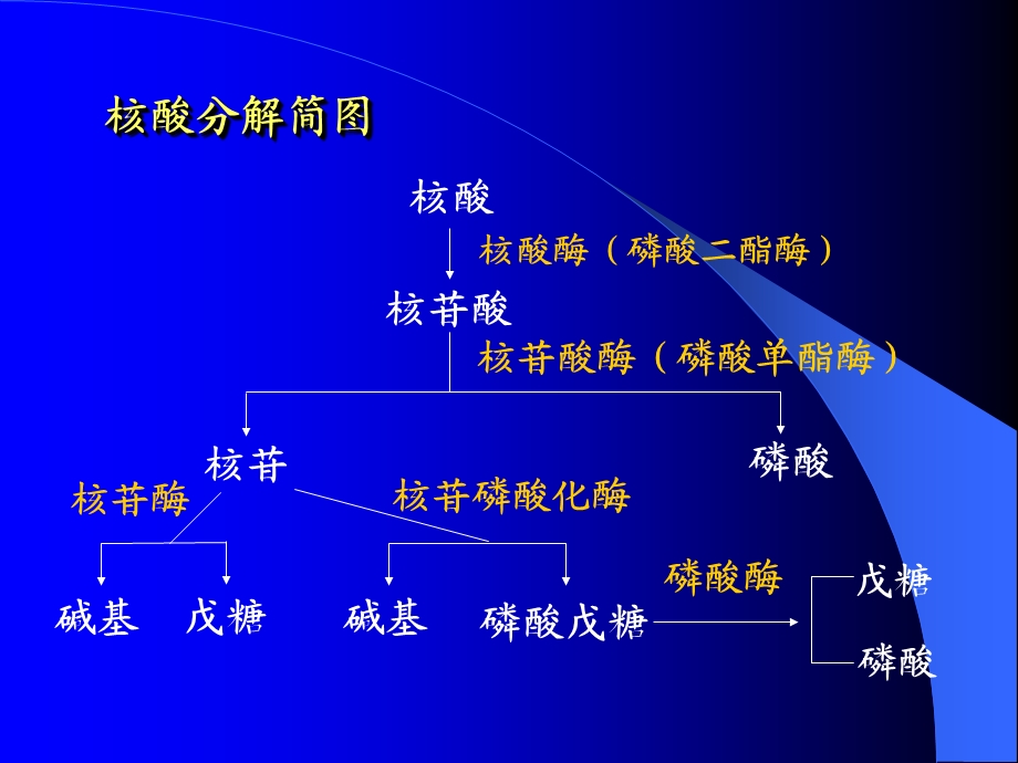 核苷酸代谢及DNA的生物合成课件.ppt_第3页