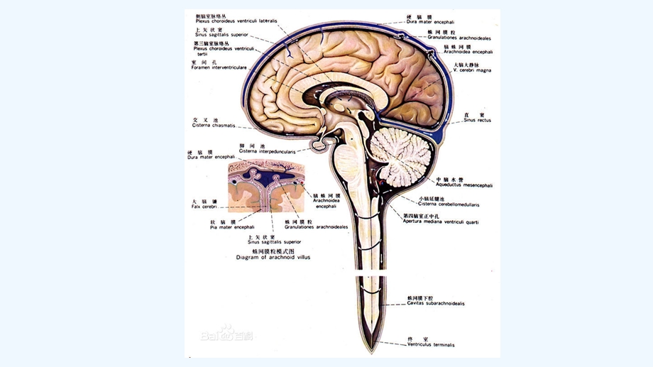 腰椎穿刺术临床三基训练课件.ppt_第2页