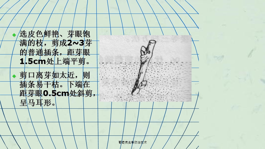 葡萄病虫害防治技术ppt课件.ppt_第3页