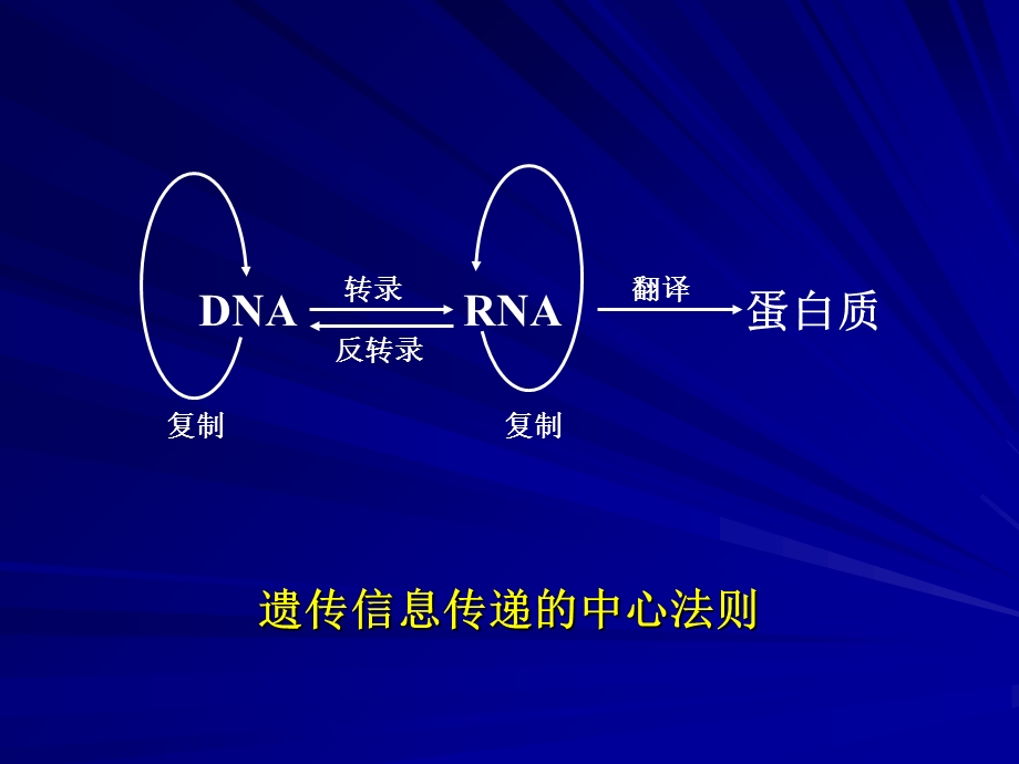 第十章DNA的生物合成课件.ppt_第2页