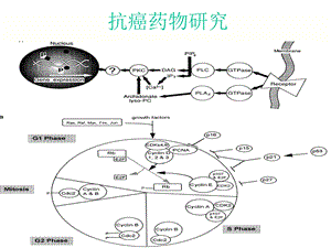 抗癌药物研究进展课件.ppt